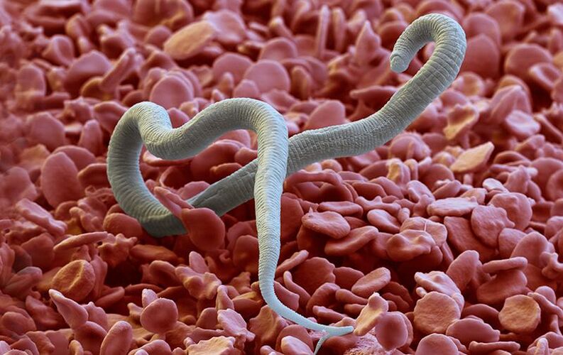 Dirofilaria - un parasito que entra na pel a través de picaduras de insectos