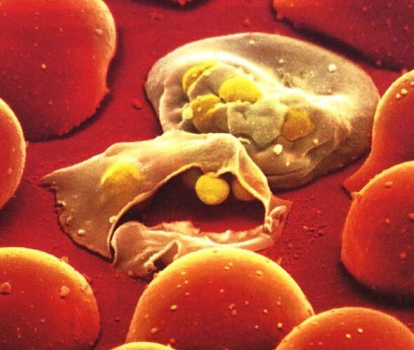 o plasmodio da malaria parasito máis sinxelo