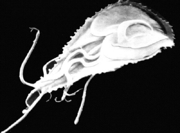 Giardia é un parasito flaxelado de protozoos. 